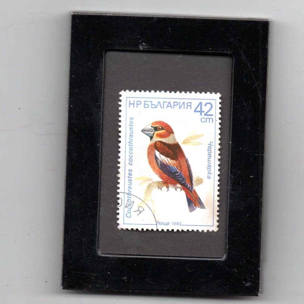 Framed Stamp Art - The Hawfinch